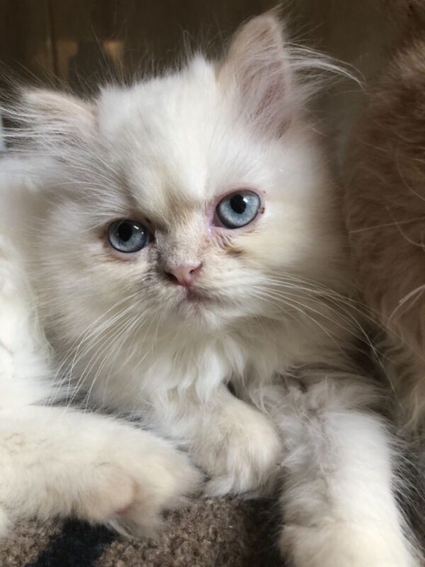 Cassie the Female Persian Kitten for sale