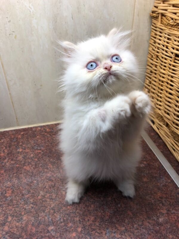 Cassie the Female Persian Kitten for sale