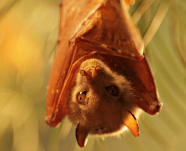 Bats for sale - Image 4