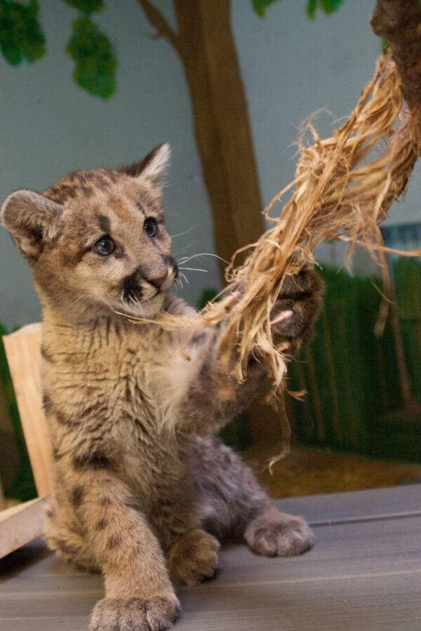 Game the Male Cougar cub for sale