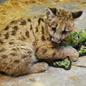 Game the Male Cougar cub for sale