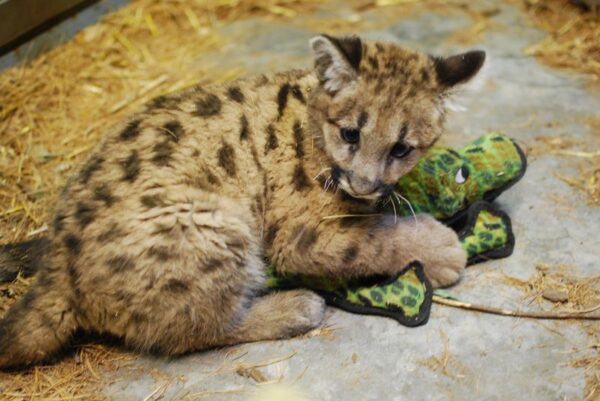 Game the Male Cougar cub for sale