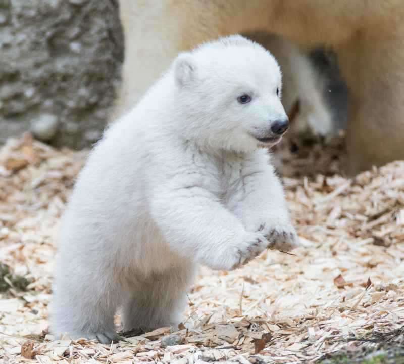 Bears for sale