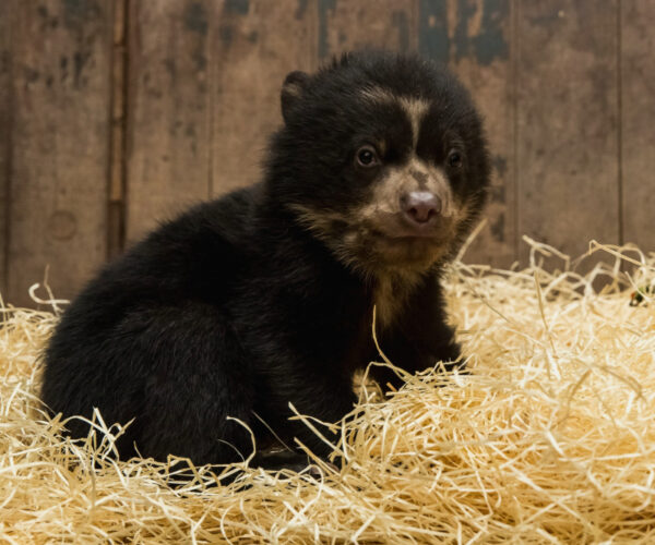Bears for sale