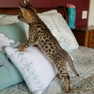 Jayden the male F1 Savannah Kitten for sale