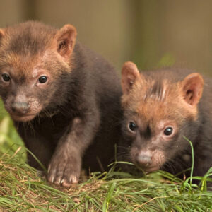 Bush Dog for sale