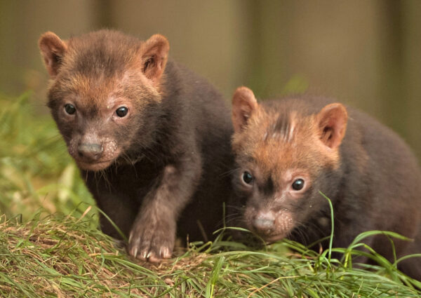 Bush Dog for sale