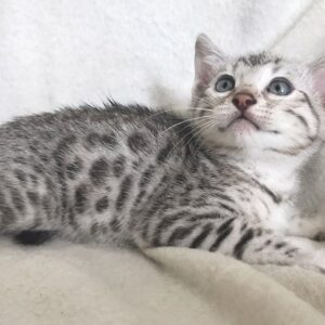 Bengal Kitten