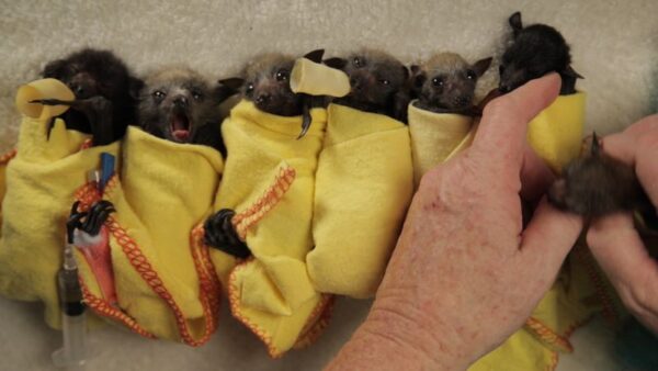 Bats for sale