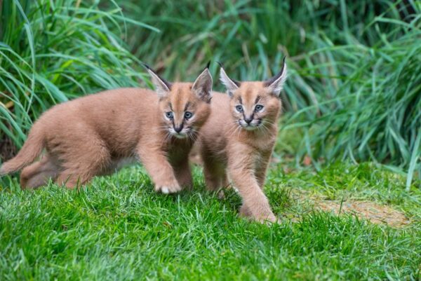 Sasha and Ray Caracal male and female for sale