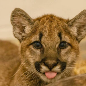 Sinna the Female Cougar cub for sale