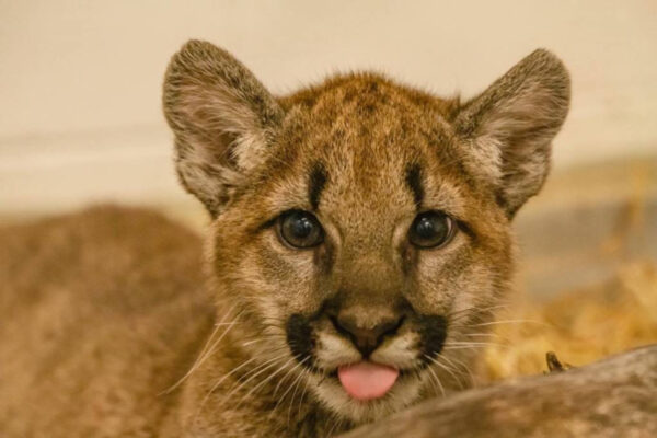 Sinna the Female Cougar cub for sale