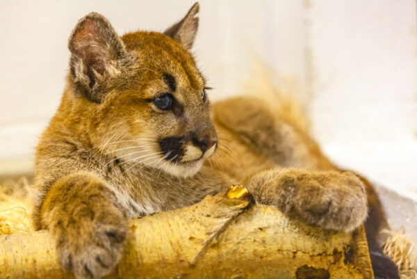 Sinna the Female Cougar cub for sale