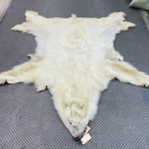 Polar Bear Skin for sale