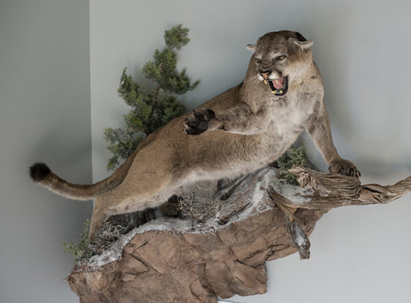 Full Body Cougar Taxidermy Mount For Sale