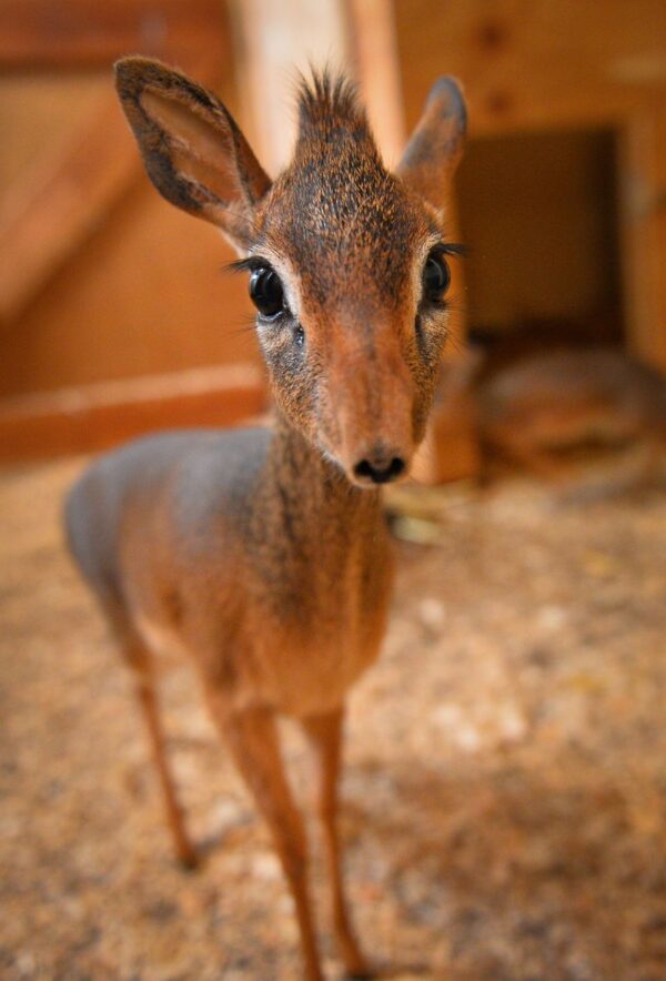 Dik-Dik for sale