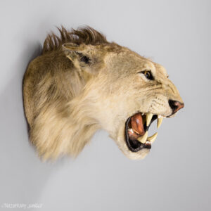 1/2 African Lion Taxidermy Mount For Sale