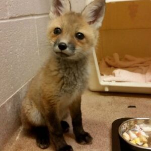 Red Fox For Sale