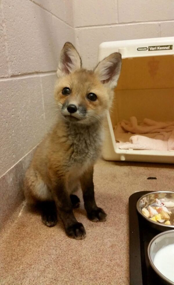 Red Fox For Sale