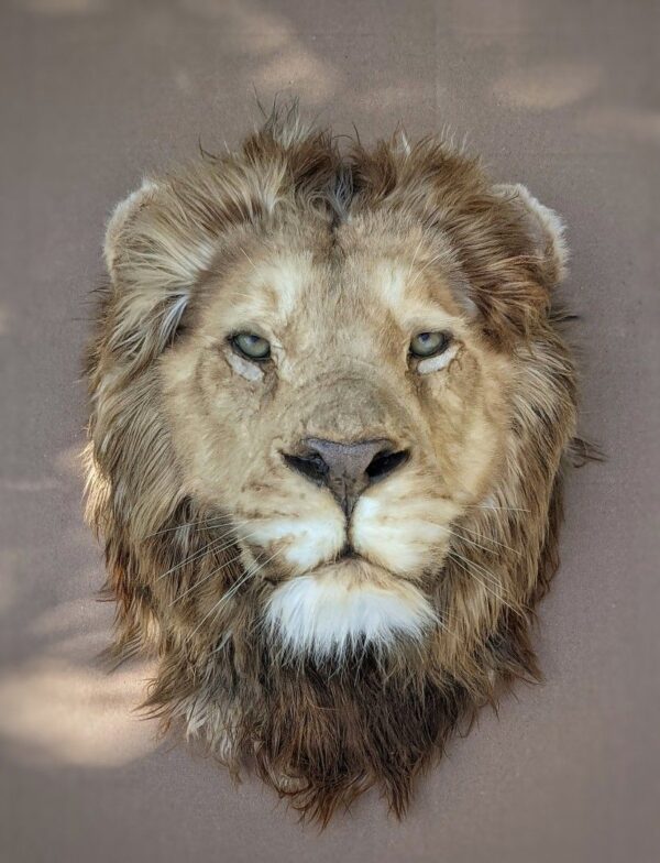 1/2 African Lion Taxidermy Mount For Sale