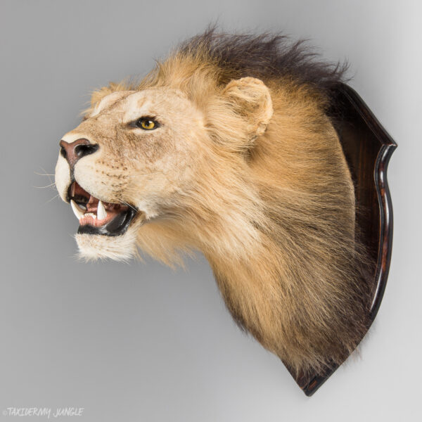 1/2 African Lion Taxidermy Mount For Sale