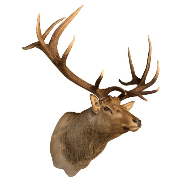 Elk Shoulder Mount for sale