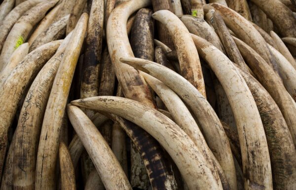 Elephant Tusks For Sale