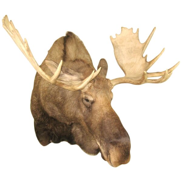 Cow Moose Taxidermy Shoulder Mount