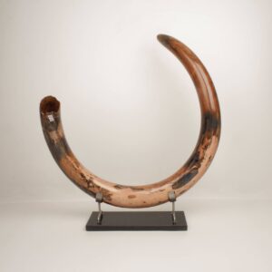 Fossilized Woolly Mammoth Tusk With Pine Wood Base