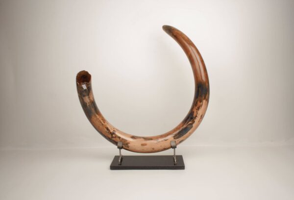 Fossilized Woolly Mammoth Tusk With Pine Wood Base