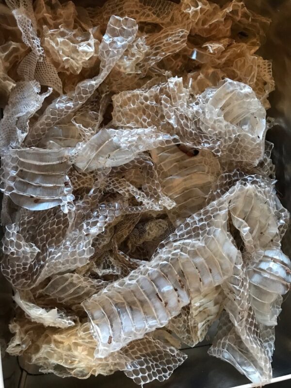 Snake Skin For Sale