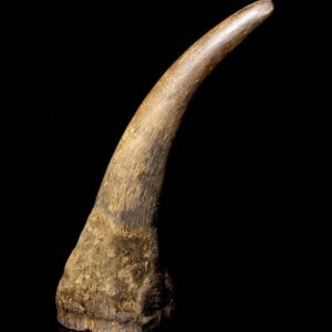 Buy Rhino Horns Online