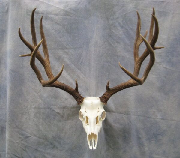 Mule Deer Skull on Plaque for sale