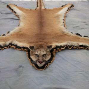 Mountain Lion Taxidermy Rug For Sale