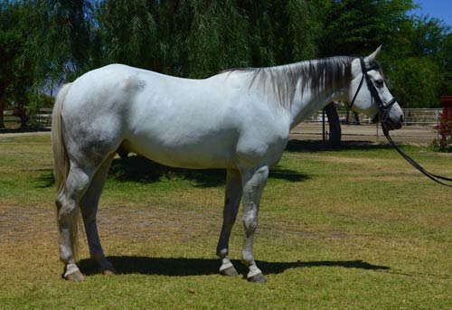 Gelding Horse