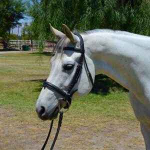 Gelding Horse