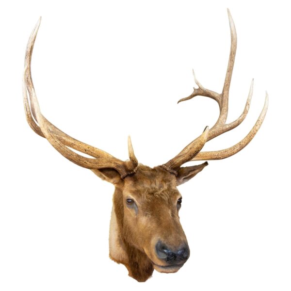 Elk Shoulder Mount for sale