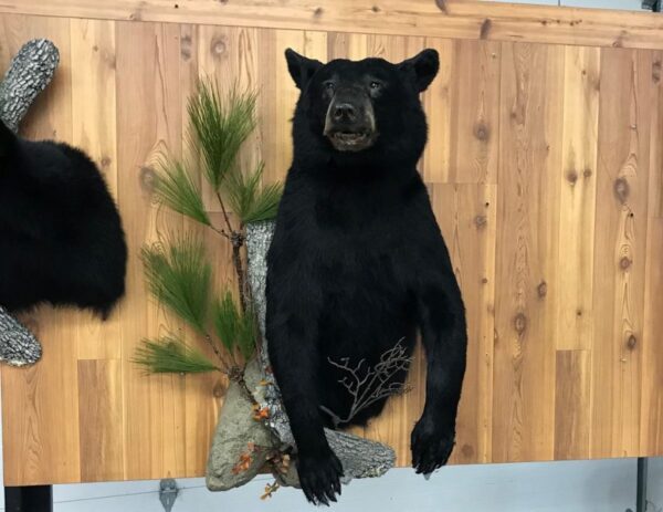 Half Body Black Bear For Sale