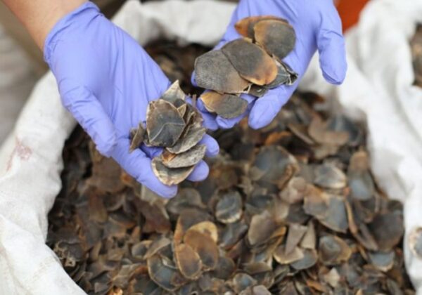 Pangolin scales for sale