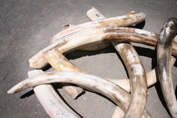 Elephant Tusks For Sale