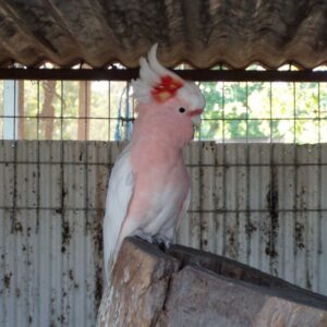 Leadbeater's Cockatoo