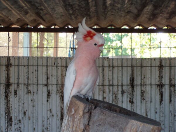 Leadbeater's Cockatoo