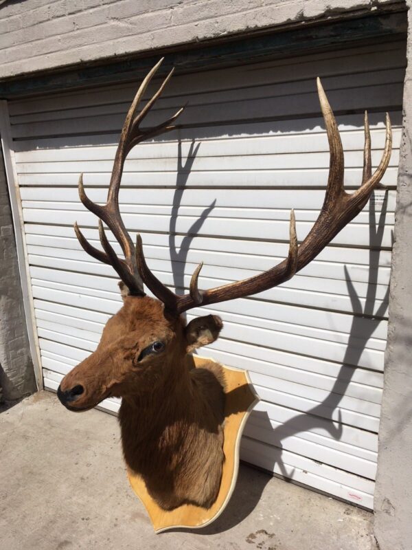 Elk Shoulder Mount for sale