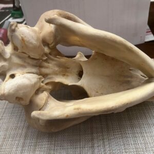 Real Spotted Hyena Skull For Sale