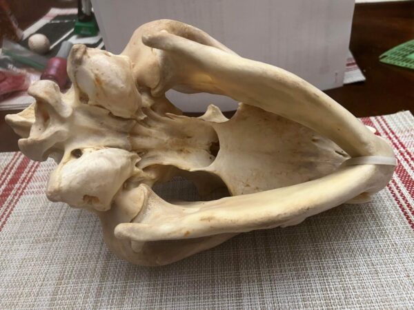 Real Spotted Hyena Skull For Sale