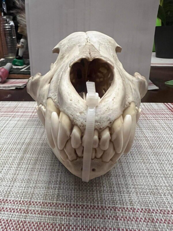 Real Spotted Hyena Skull For Sale