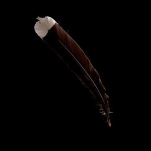 Huia bird feather for sale