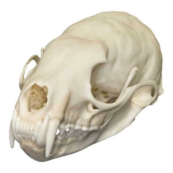 Real American Marten Skull For Sale