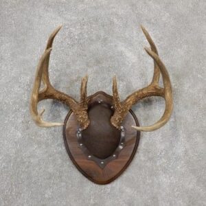 Whitetail Deer Antler Plaque Taxidermy Mount For Sale