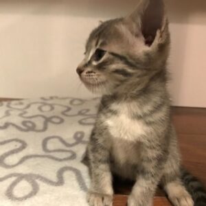 Ruth the Female F6 Savannah kitten for sale